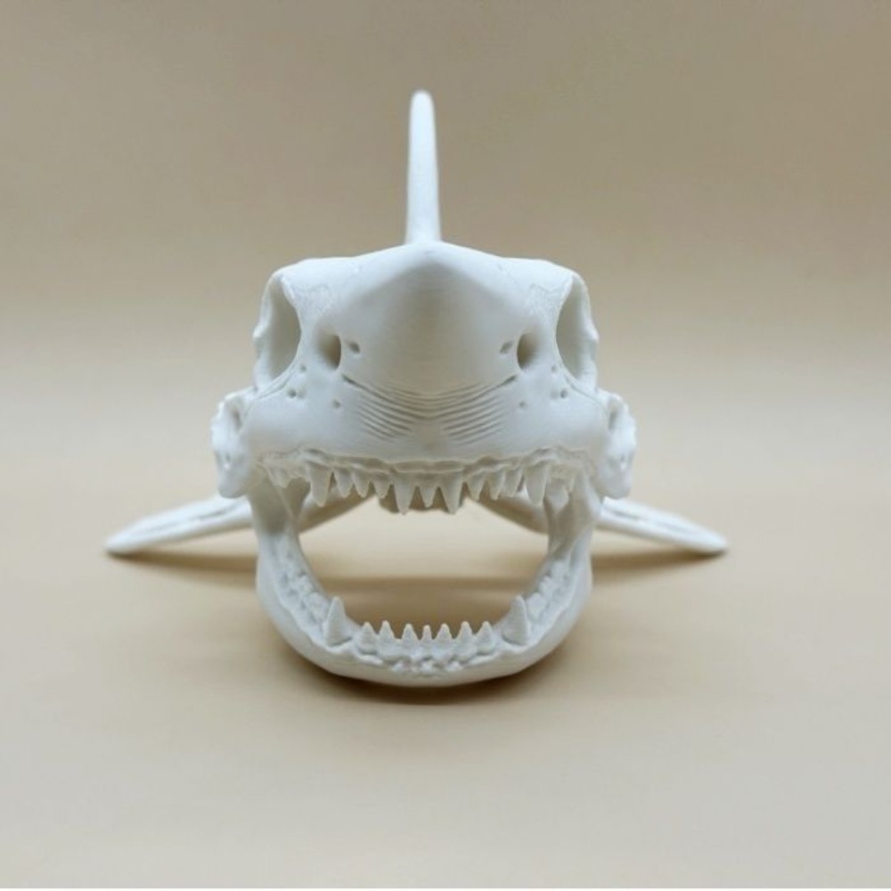3D Printing Shark Skull Skelet – Aquarium Fish Shark recenzja i cena