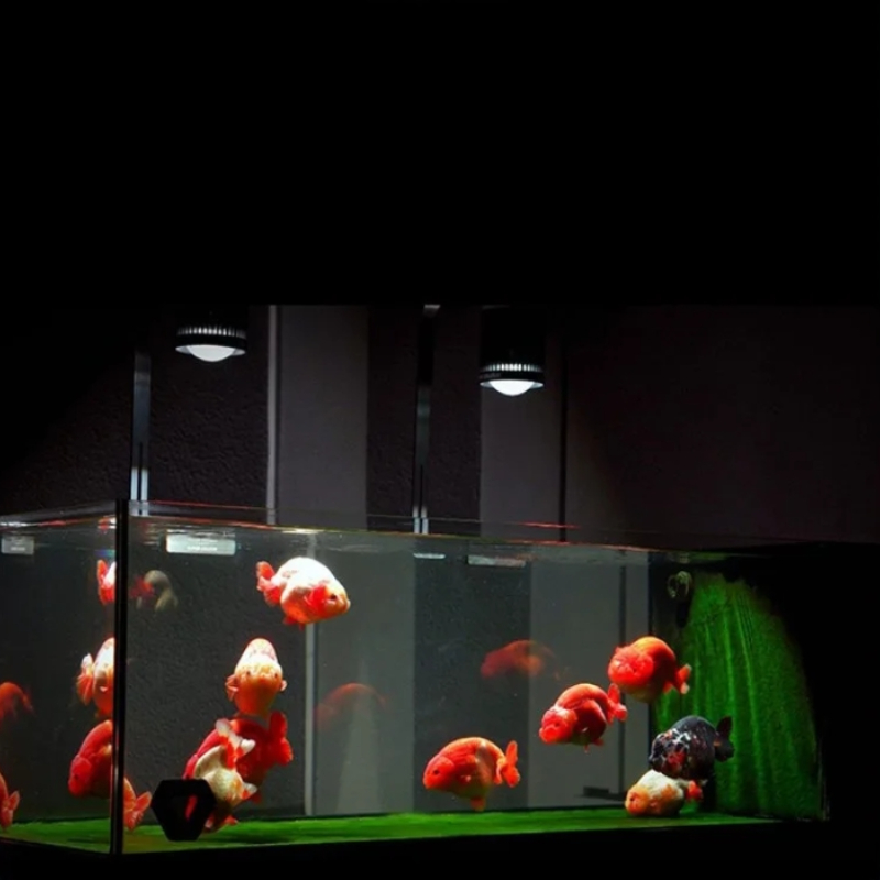 MAYIN Super Colour 100W Freshw – Aquarium Fish Colour recenzja i cena