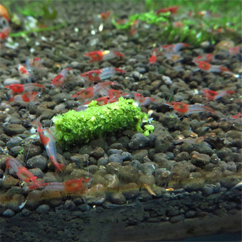 35g Crystal Red Shrimp Food Na – Aquarium Fish Holiday Food recenzja i cena