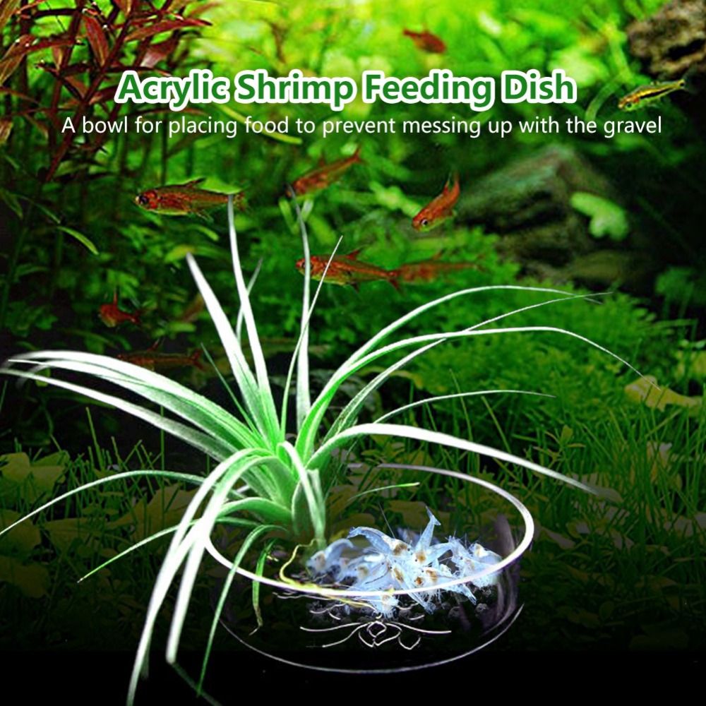 Acrylic Shrimp Feeding Dish Tr – Aquarium Fish Beautiful recenzja i cena