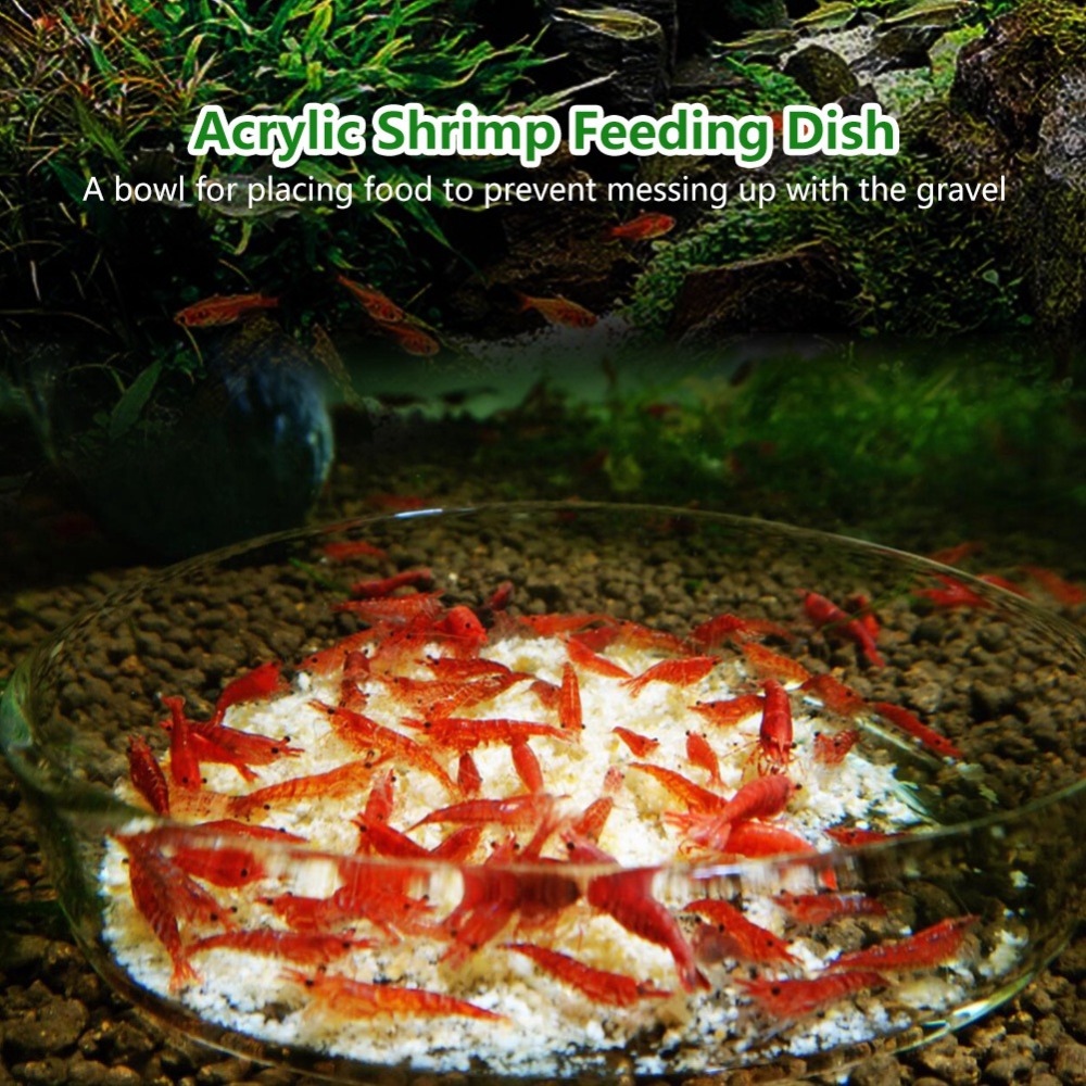 Acrylic Shrimp Feeding Dish Tr – Aquarium Fish Beautiful recenzja i cena