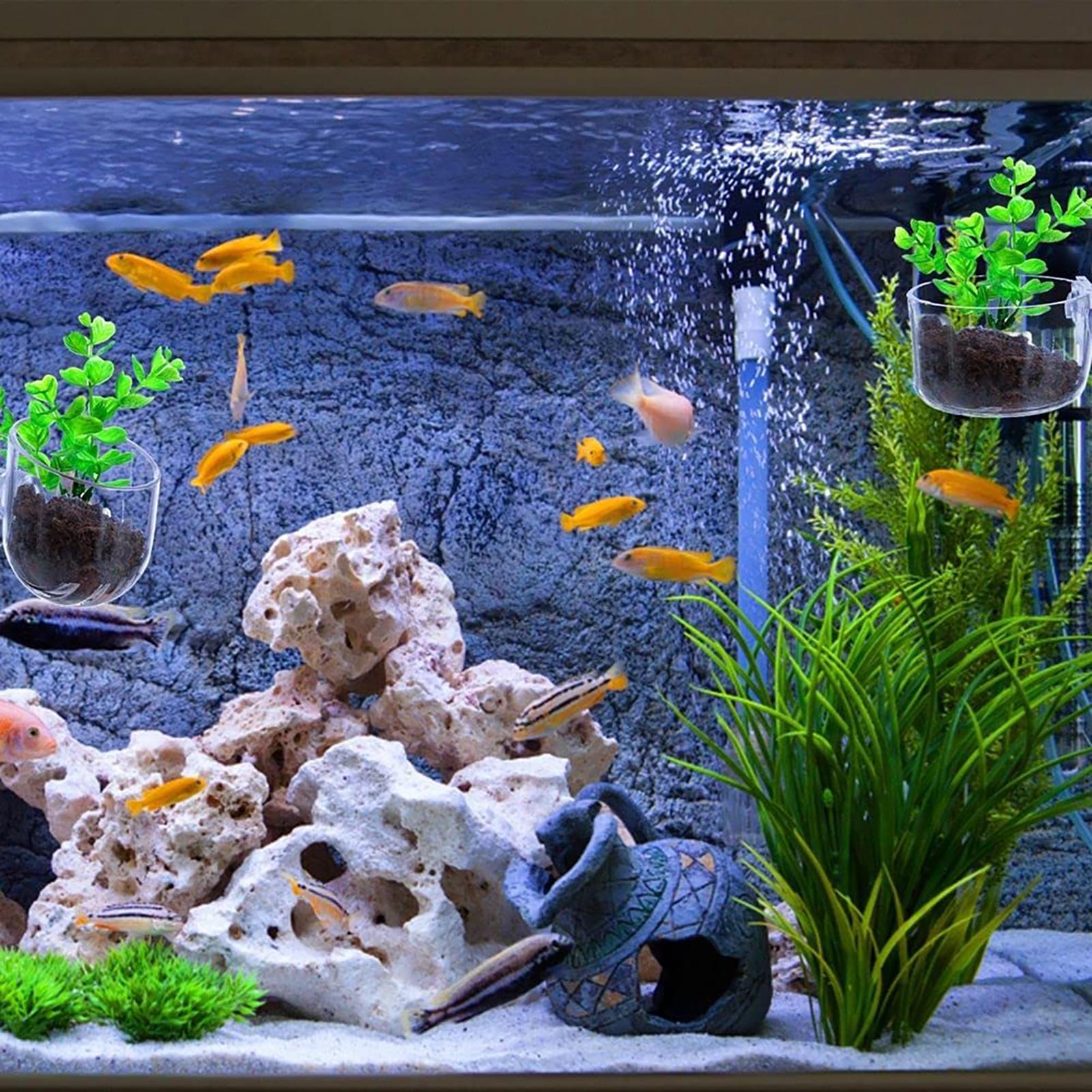 Plant Holder for Fish Tank Cle – Aquarium Fish Beautiful recenzja i cena