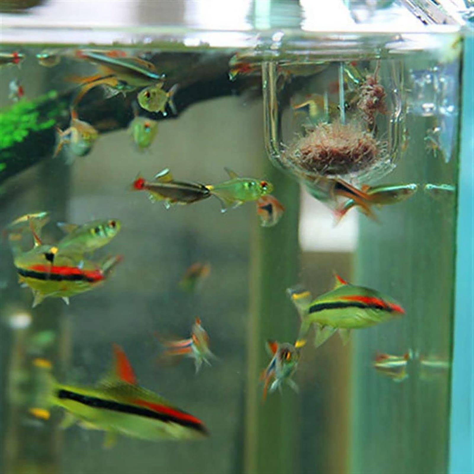 Plant Holder for Fish Tank Cle – Aquarium Fish Beautiful recenzja i cena